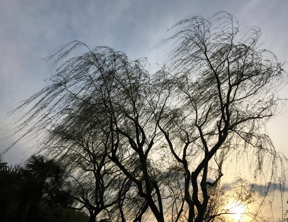 写得出"春风十里,不如你"的绝对是