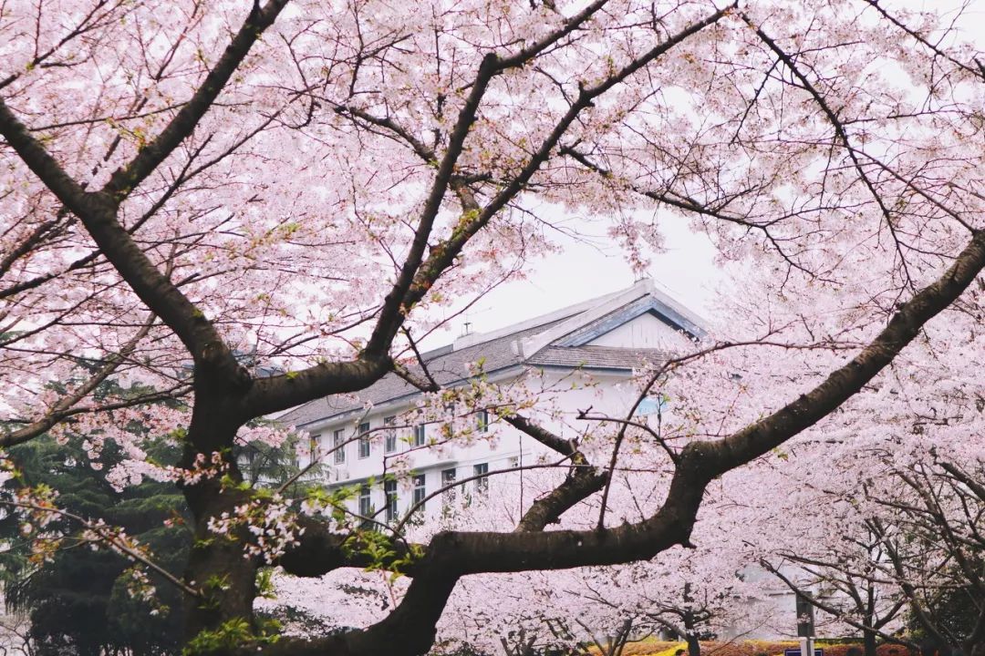 湖北    武汉 每年二三月,武汉大学樱花进入盛花期