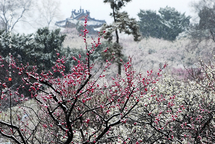 梅花远看像什么图片