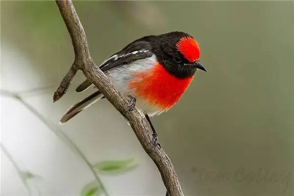 反舌鸟(mockingbird)